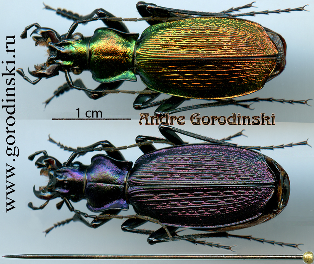 http://www.gorodinski.ru/carabus/Archiplectes besleticus duripshensis.jpg